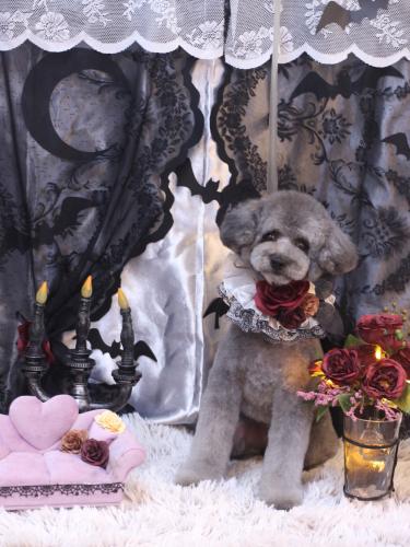 20231003るいくん